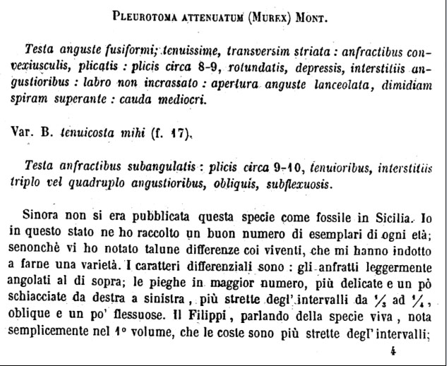 Conidae  nel Mediterraneo : Genere Mangelia